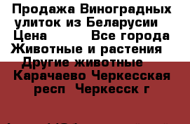 Продажа Виноградных улиток из Беларусии › Цена ­ 250 - Все города Животные и растения » Другие животные   . Карачаево-Черкесская респ.,Черкесск г.